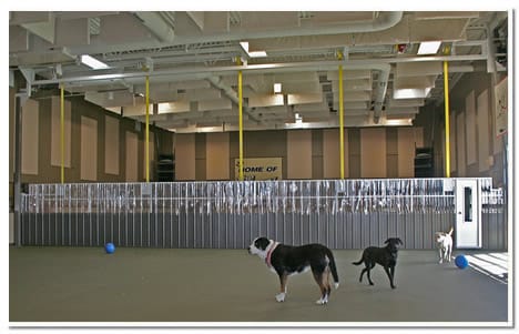 Dogs playing in front of Schweiss lift strap gate
