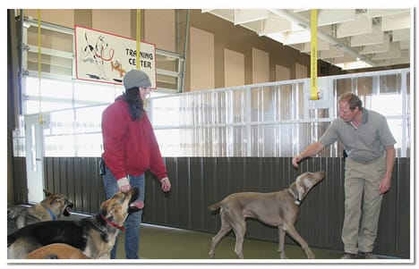 Tom Yenish training several dogs at The Paw pet resort