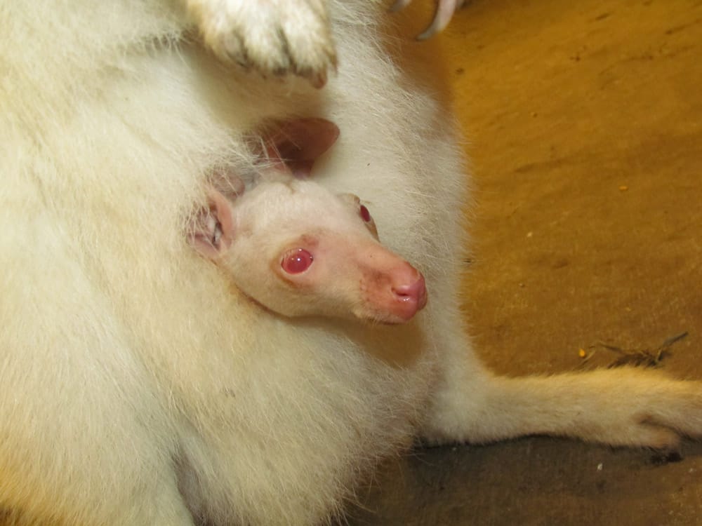 An albino wallaby pokes out it's head from it's mother's pouch