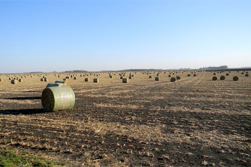Field with round bales