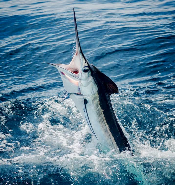 White Marlin Capital of the World - fish on the line