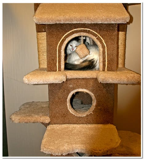 cat resting in cat condo at The Paw