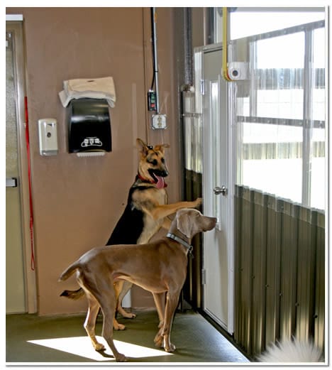 Dogs next to schweiss gate at The Paw